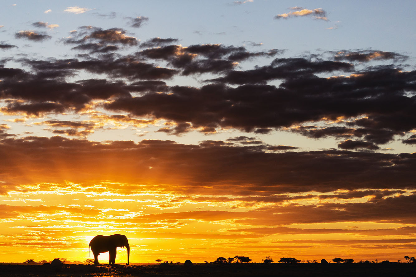 12 Jul 2013, Botswana --- A silhouette of a bachelor elephant bull (Loxodonta africana) walking against a golden African sky streaked with rays of light at sunset, Nxai Pan, Botswana, Africa --- Image by © Jami Tarris/Corbis