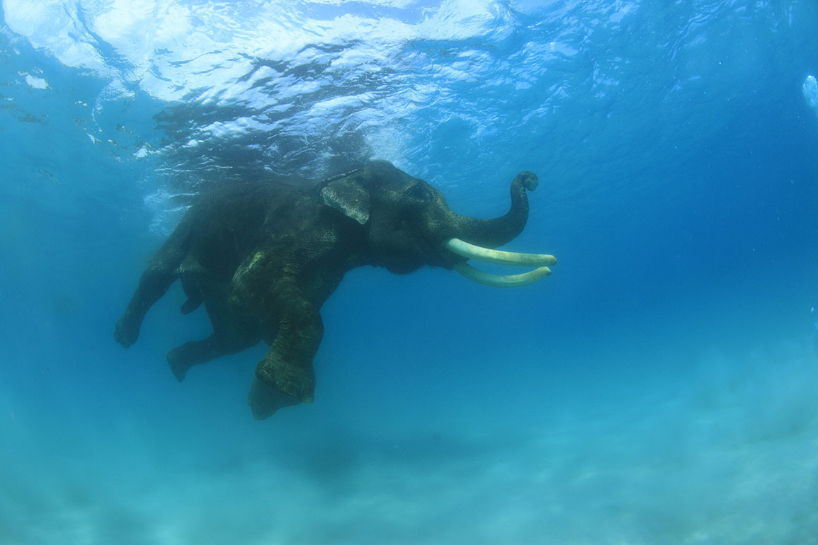 Elephant swimming in the sea