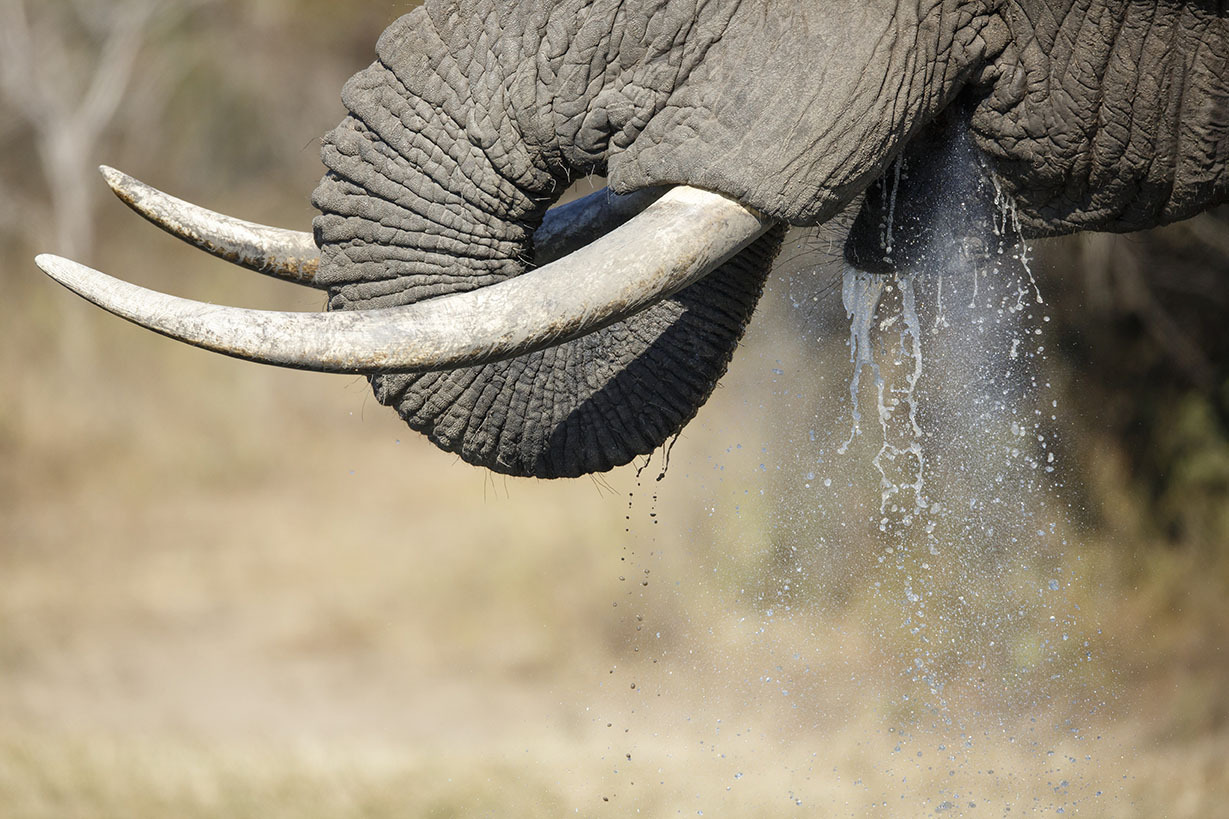 03 Jun 2014, Kruger National Park, South Africa --- An elephant bull drinks by lifting water to his mouth using his trunk and then squirting it down his throat --- Image by © Richard du Toit/Corbis
