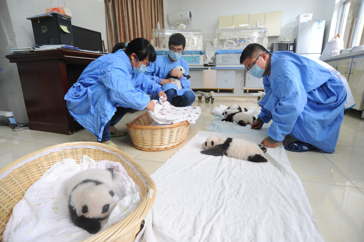 новорожденные панды