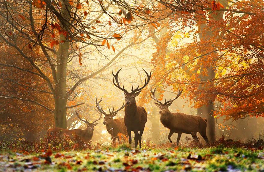 autumn-animals-wcth07