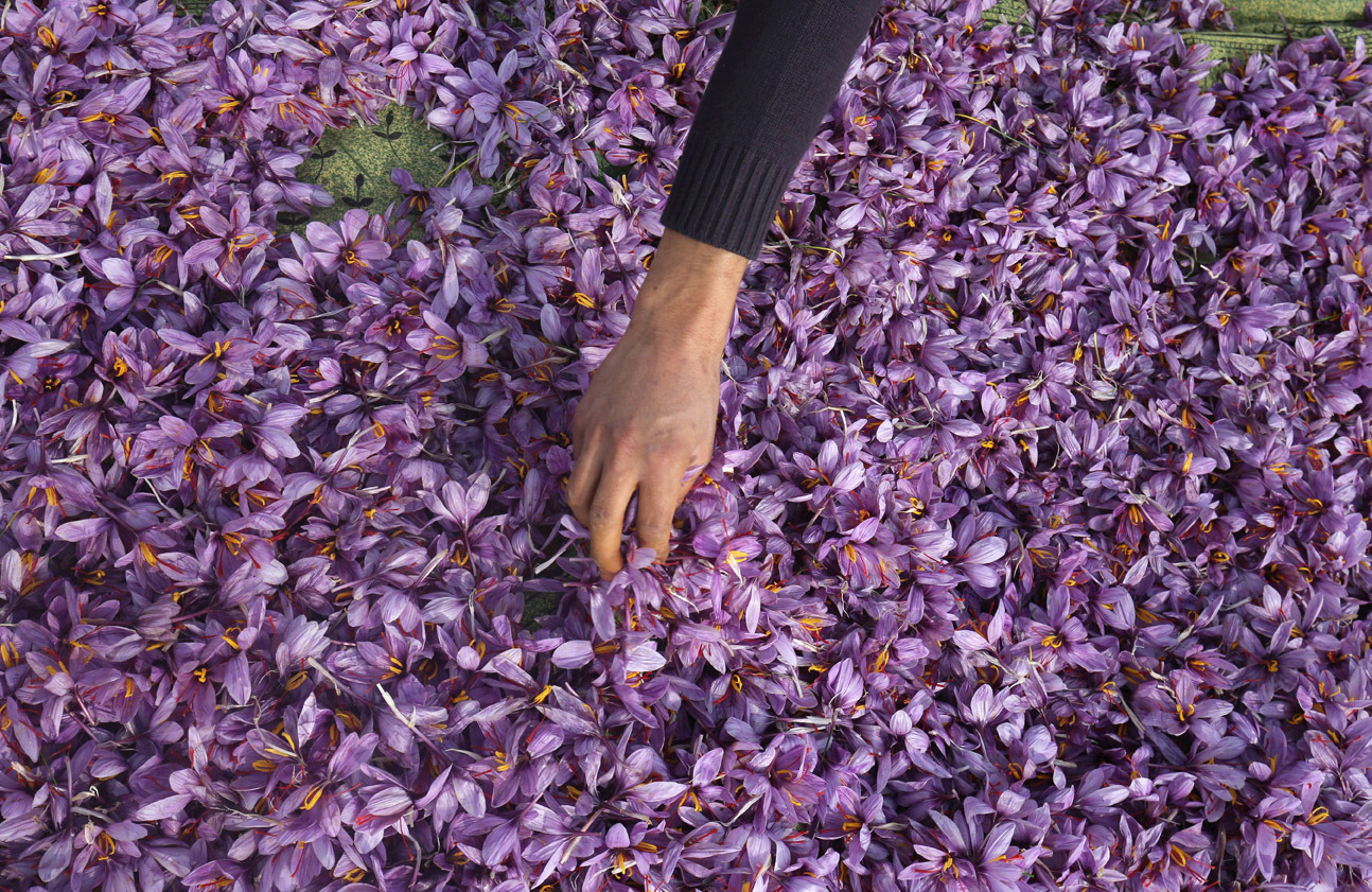 Saffron harvest in Kashmir