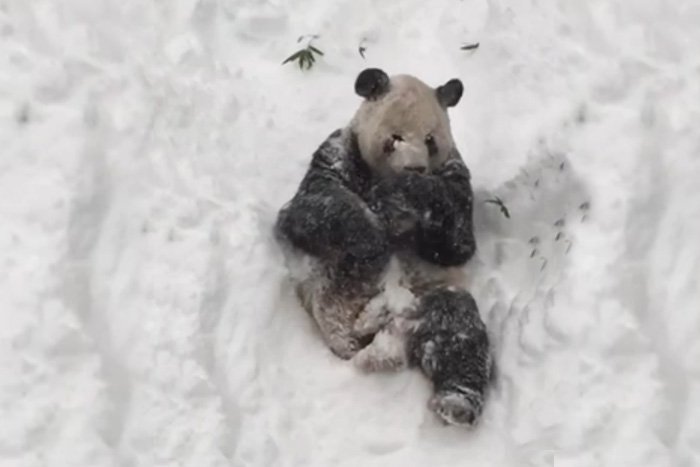 Панда в снегу