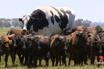 самая большая корова