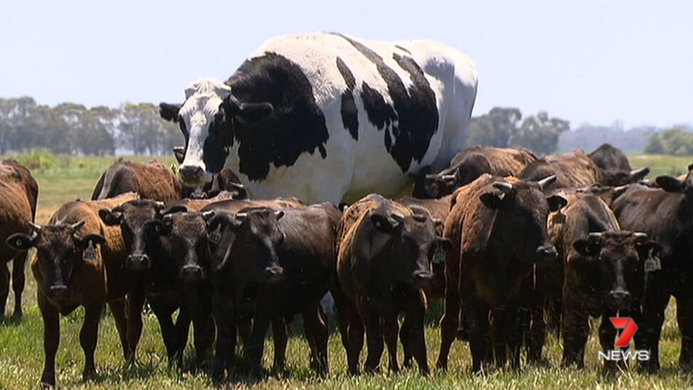 самая большая корова