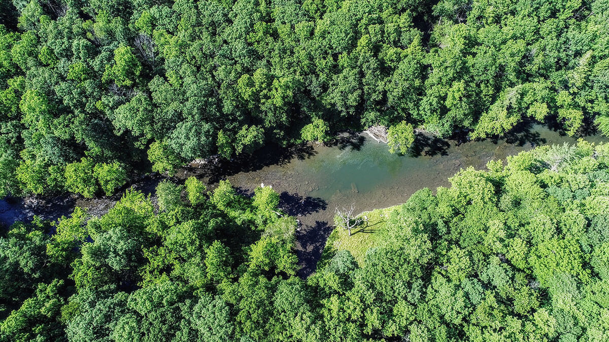 Как реки влияют на лес