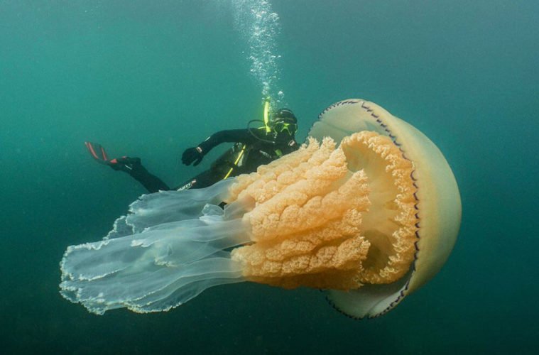 бочковая медуза