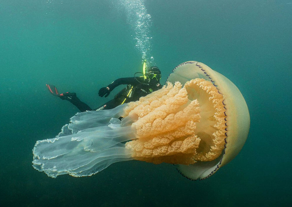 бочковая медуза