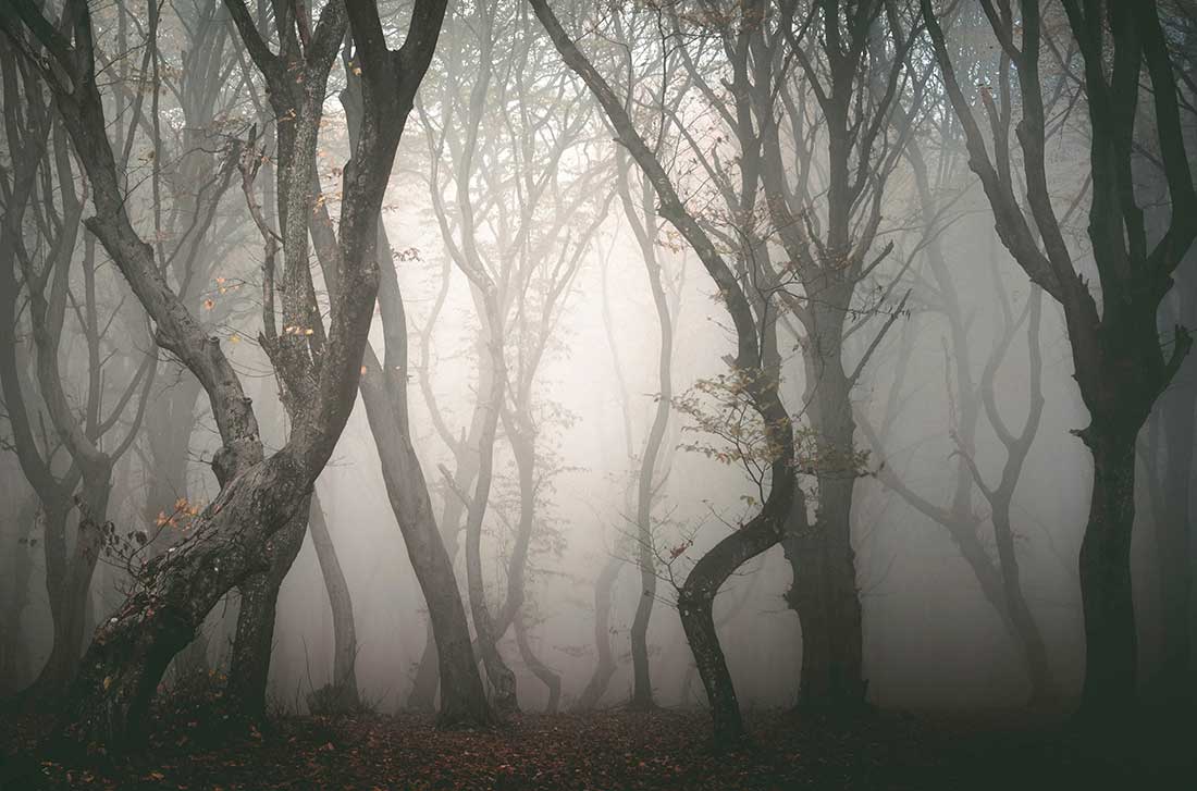 страшный лес в румынии