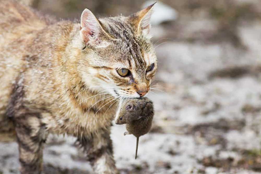 кот и мышь