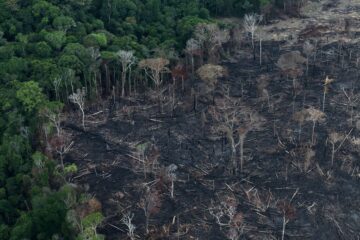 вырубка леса