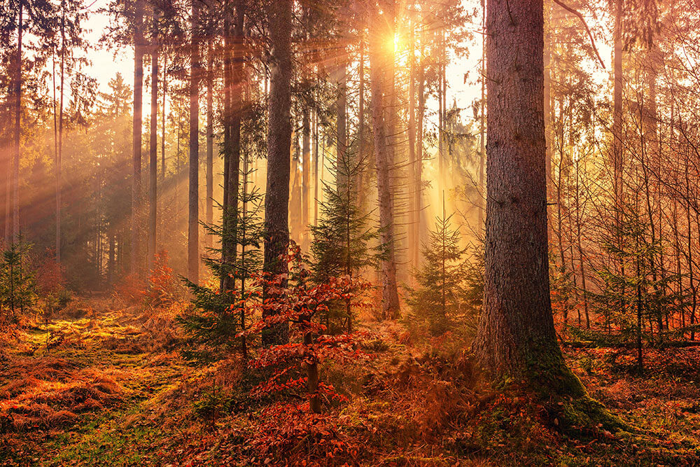 осень в лесу